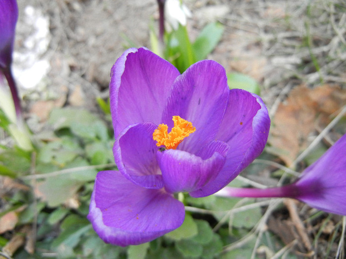 Crocus Flower Record (2012, March 24)