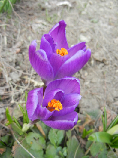 Crocus Flower Record (2012, March 24)