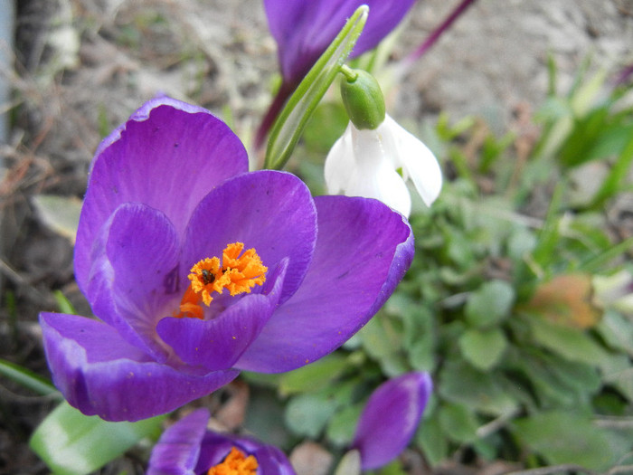 Crocus Flower Record (2012, March 24)