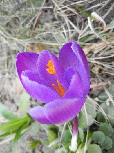 Crocus Flower Record (2012, March 24)