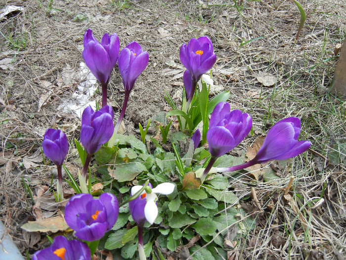Crocus Flower Record (2012, March 25)