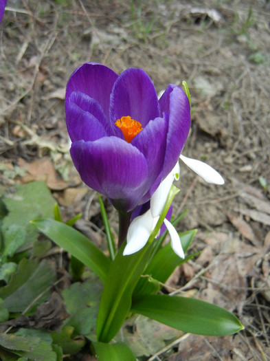 Crocus Flower Record (2012, March 25)