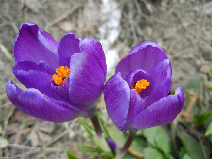 Crocus Flower Record (2012, March 25)