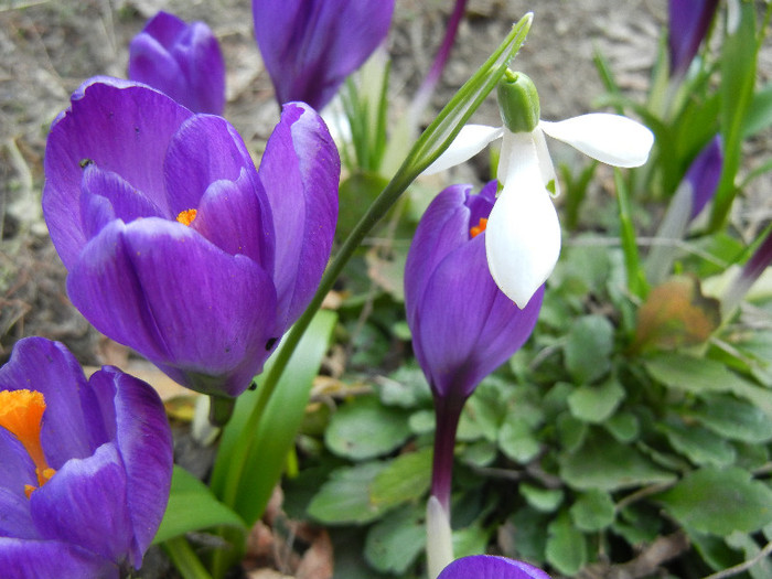 Crocus Flower Record (2012, March 25)