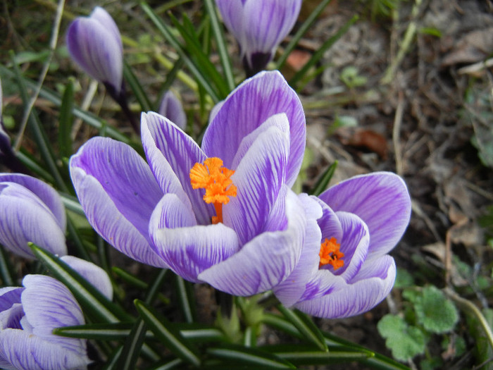 Crocus King of the Striped (2012, Mar.22) - Crocus King of the Striped
