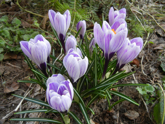 Crocus King of the Striped (2012, Mar.22)