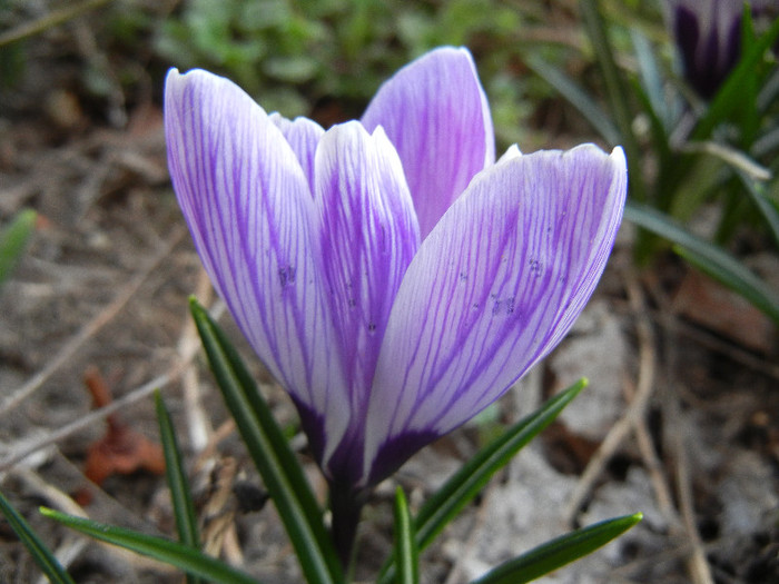 Crocus King of the Striped (2012, Mar.22)