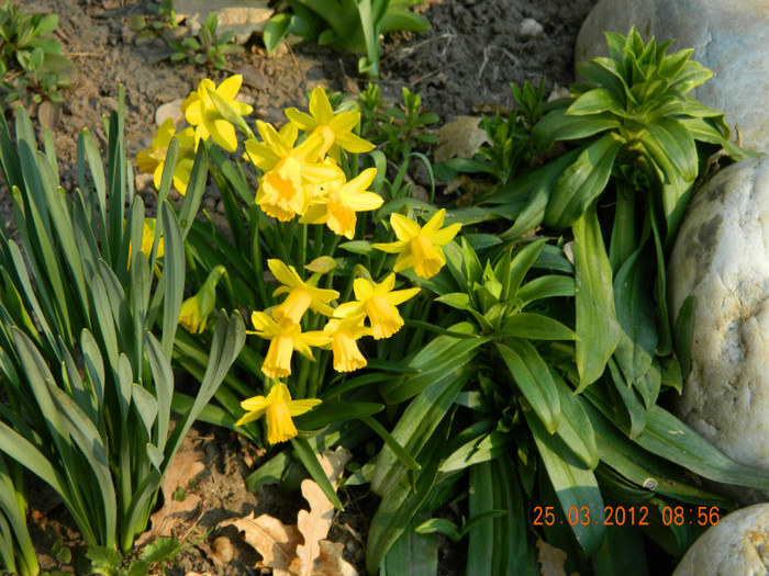 narcise Tete a tete - 3_MARTIE