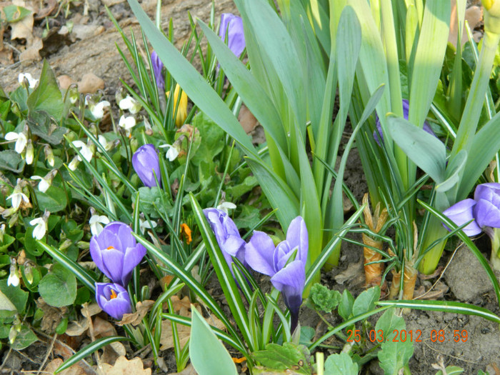 crocusi - 3_MARTIE