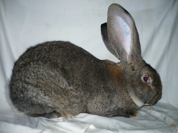 Mascul Urias Gri 10 luni