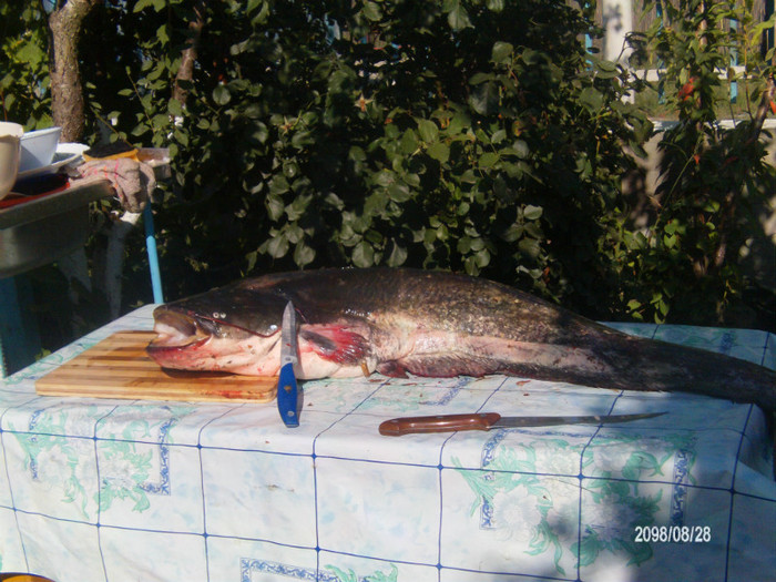 FILE0063; Un somn de 6 Kg.
