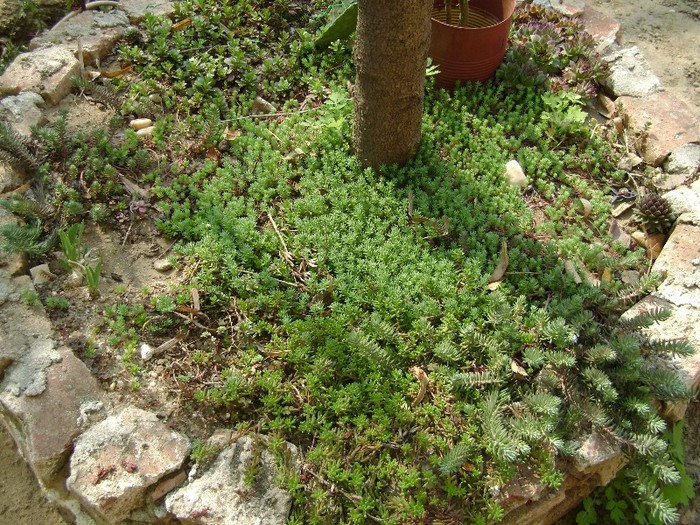 plante rocaria - a__primavara 2012