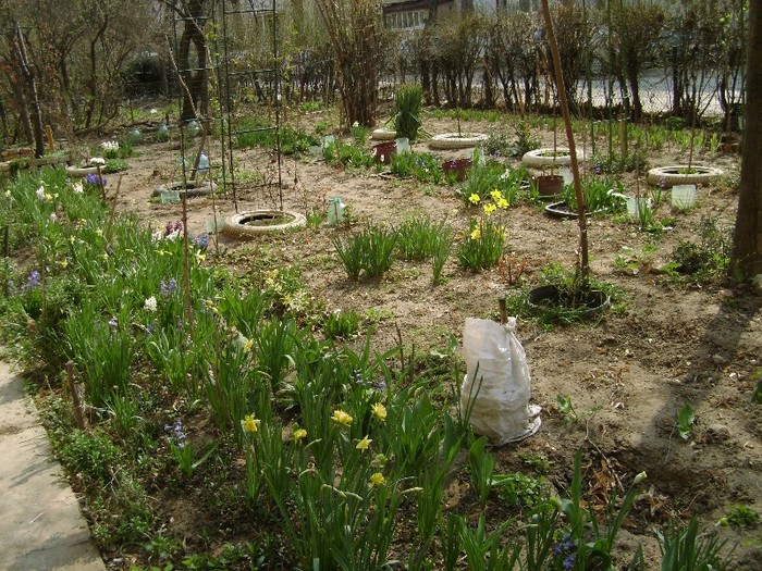 gradina 25mart2012 - a__primavara 2012