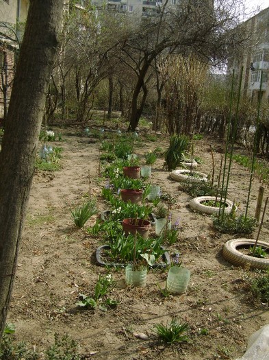 gradina 25mart2012 - a__primavara 2012