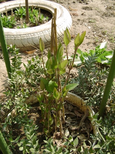 Clematis Arabella 25mart2012 - a__primavara 2012