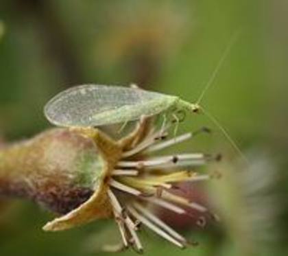 Chrysopidae - insecte benefice