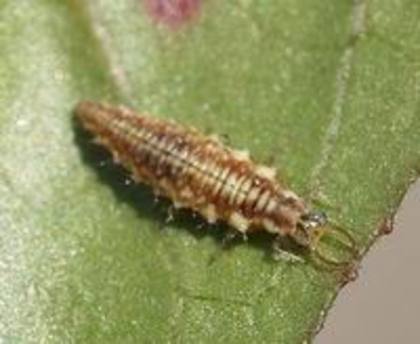 larva de crisopa - insecte benefice