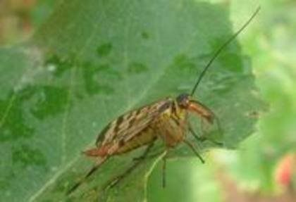 musca scorpion - insecte benefice