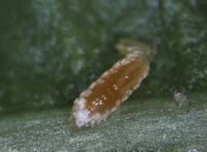 aphidoletes aphidimyza larva - insecte benefice