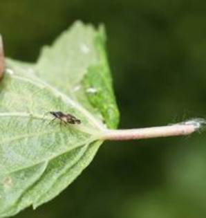 Anthocoris nemorum - insecte benefice