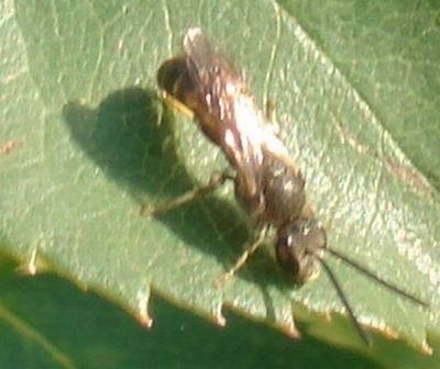 viespea sfredelitoare (adult); ardis brunniventris)
