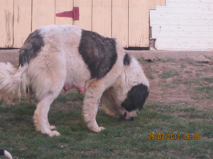 Picture 036
