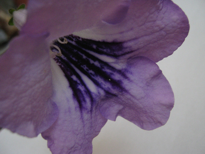 ziua a 3 a - streptocarpus DS Mirazh  -Dimetris