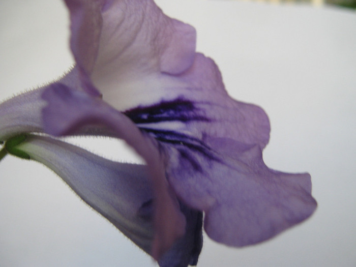 floarea fff mare - streptocarpus DS Mirazh  -Dimetris