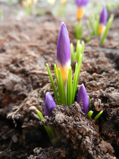 Crocus sieberi Tricolor (2012, March 24) - Crocus sieberi Tricolor