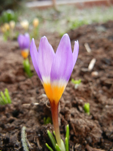 Crocus sieberi Tricolor (2012, March 24) - Crocus sieberi Tricolor