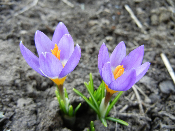 Crocus sieberi Tricolor (2012, March 25) - Crocus sieberi Tricolor