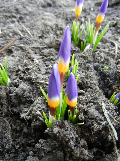 Crocus sieberi Tricolor (2012, March 25)