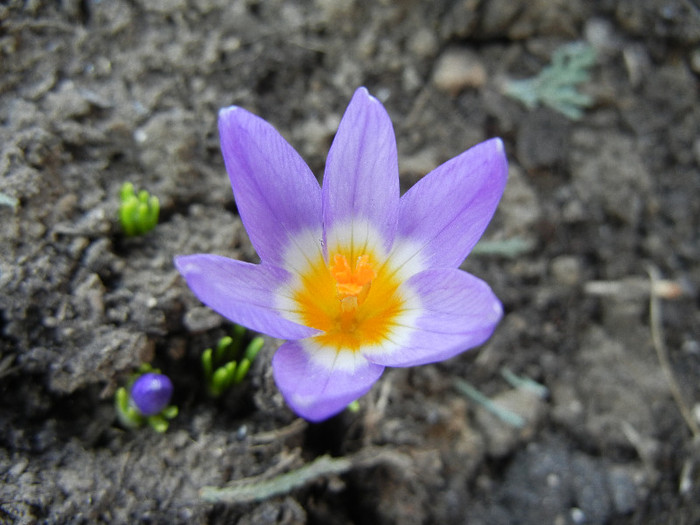 Crocus sieberi Tricolor (2012, March 25)