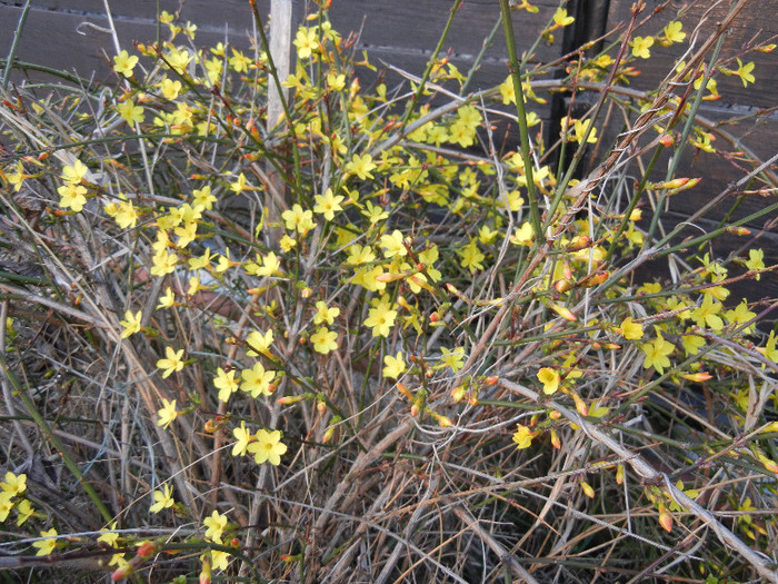 Jasminum nudiflorum (2012, March 24) - JASMINUM Nudiflorum