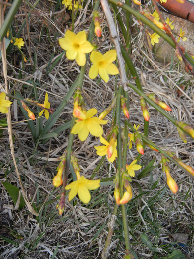 Jasminum nudiflorum (2012, March 24) - JASMINUM Nudiflorum