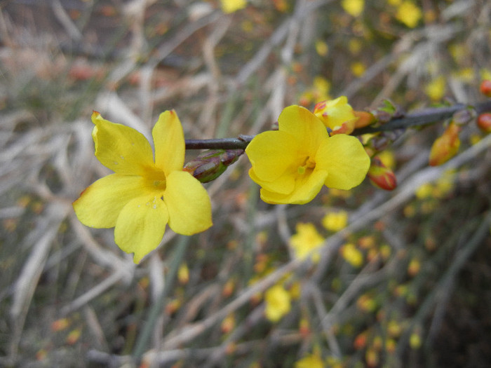 Jasminum nudiflorum (2012, March 24)