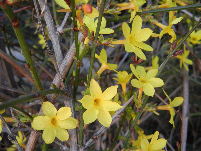 Jasminum nudiflorum (2012, March 24) - JASMINUM Nudiflorum