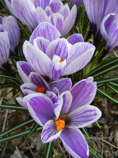 Crocus King of the Striped (2012, Mar.23)