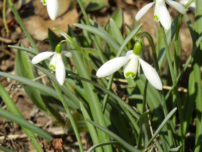 Snowdrops (2012, March 21)