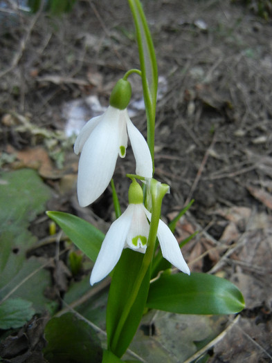 Snowdrops (2012, March 23) - GHIOCEI_Galanthus nivalis