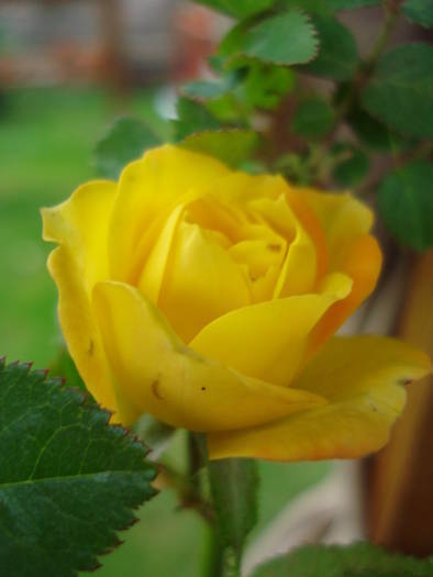 Yellow Miniature Rose (2009, Jun.23) - Miniature Rose Yellow
