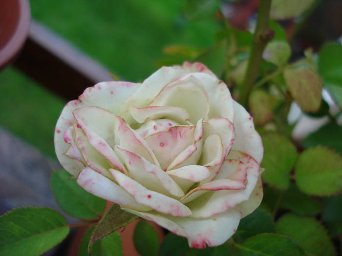 Yellow Miniature Rose (2009, Jul.10) - Miniature Rose Yellow