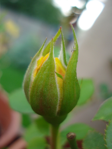 Yellow Miniature Rose (2009, Sep.12)