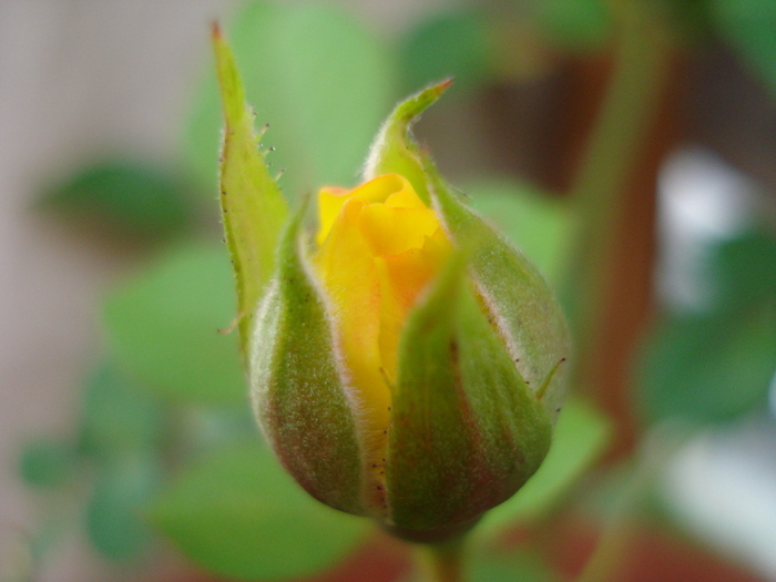 Yellow Miniature Rose (2009, Sep.12) - Miniature Rose Yellow