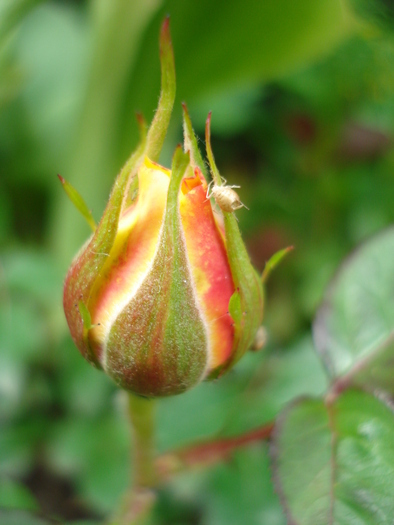 Yellow Miniature Rose (2010, May 21) - Miniature Rose Yellow