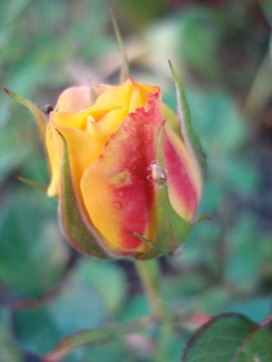 Yellow Miniature Rose (2010, May 25) - Miniature Rose Yellow