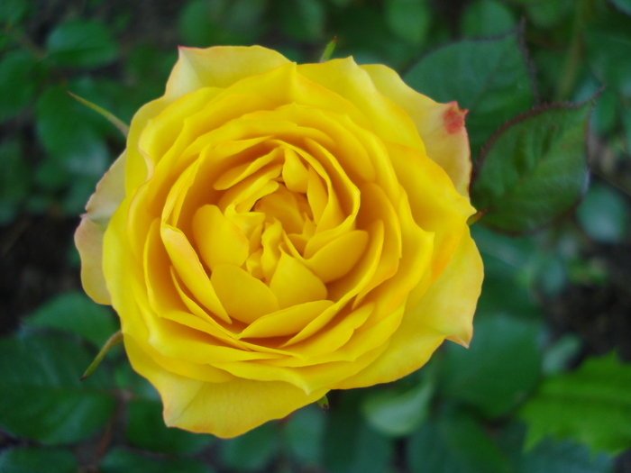 Yellow Miniature Rose (2010, May 28) - Miniature Rose Yellow