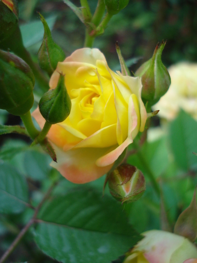 Yellow Miniature Rose (2010, Jun.21) - Miniature Rose Yellow