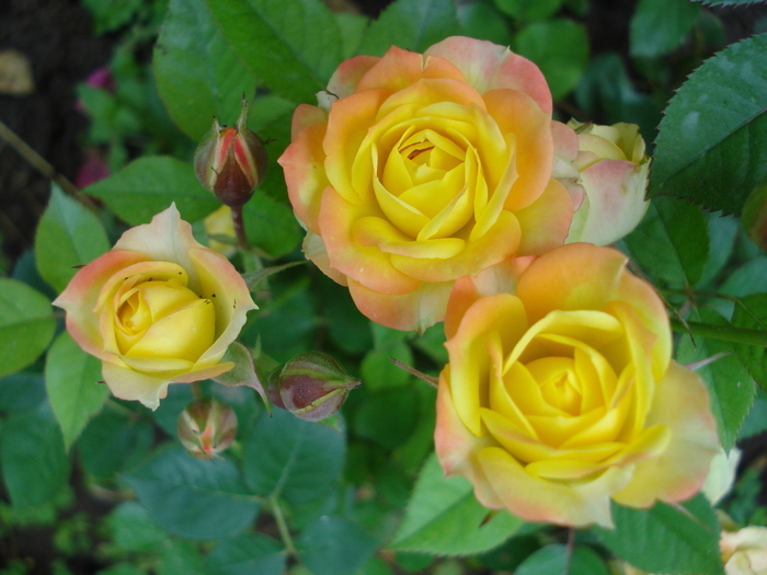 Yellow Miniature Rose (2010, Jun.21) - Miniature Rose Yellow