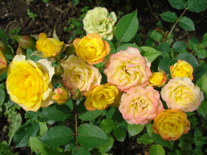 Yellow Miniature Rose (2010, Jun.28) - Miniature Rose Yellow